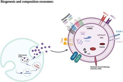 Exosomes and exosome composite scaffolds in periodontal tissue engineering